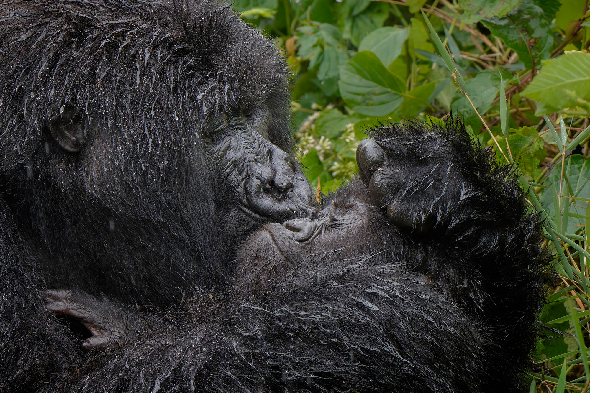 Close-up of mother gorilla appearing to kiss baby gorilla
