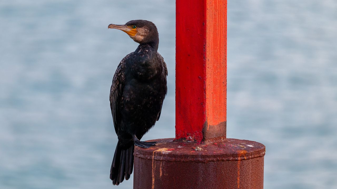 Photo shot on Panasonic Lumix S 100-500mm F5-7.1 O.I.S lens
