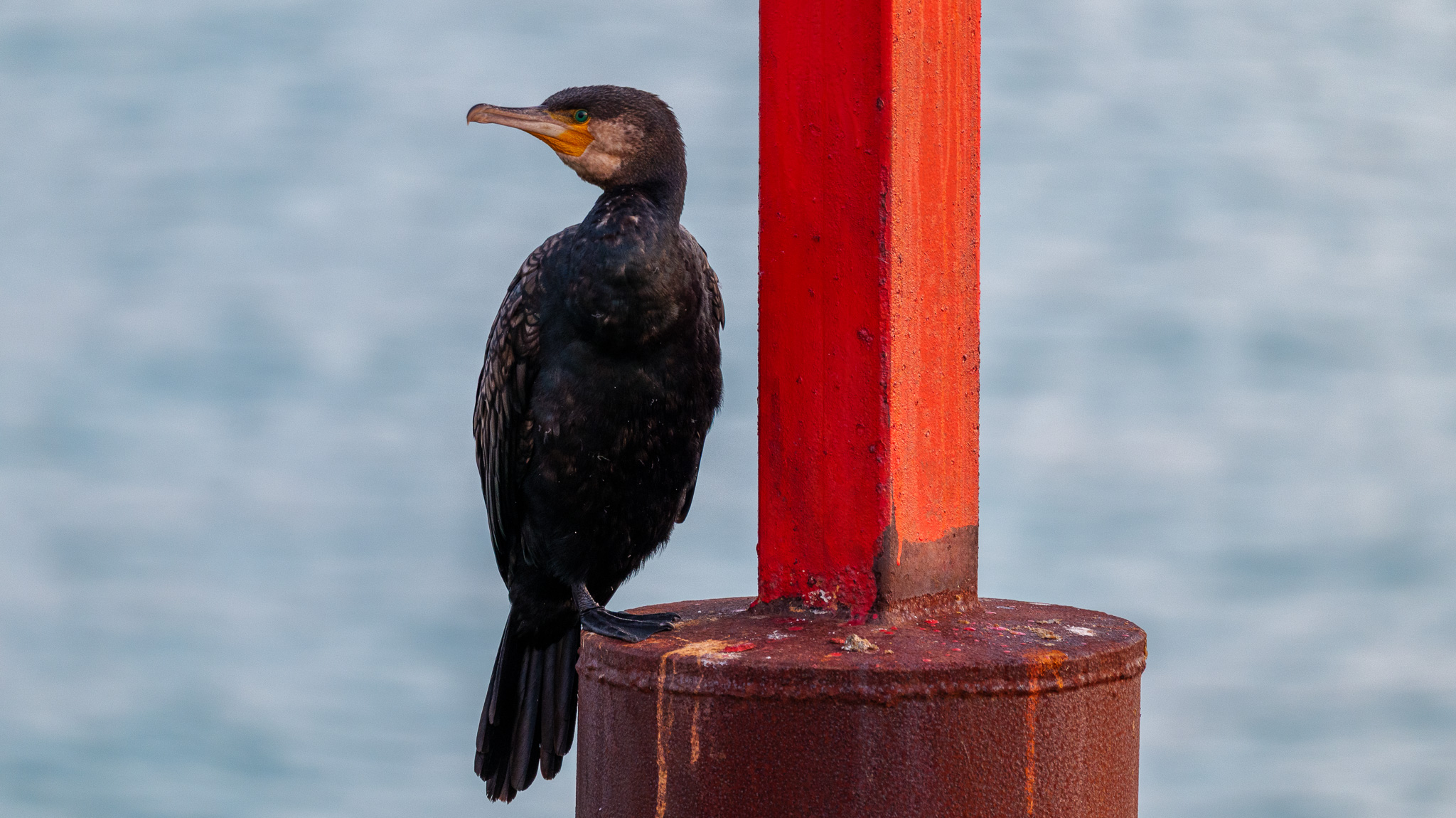 Photo shot on Panasonic Lumix S 100-500mm F5-7.1 O.I.S lens
