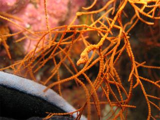 barnacle living on black coral