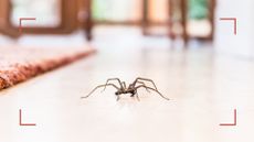 Spider on a tiled floor next to a rug to support a guide on how to get rid of spiders