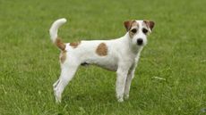 Parson Russell Terrier standing in field