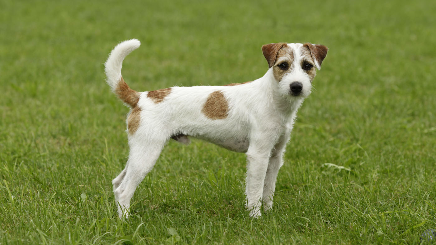 Parson Russell Terrier standing in field