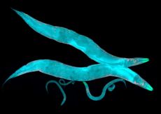 Scientists will send thousands of <em>C. elegans</em> up to space in hopes of understanding muscle loss in astronauts.