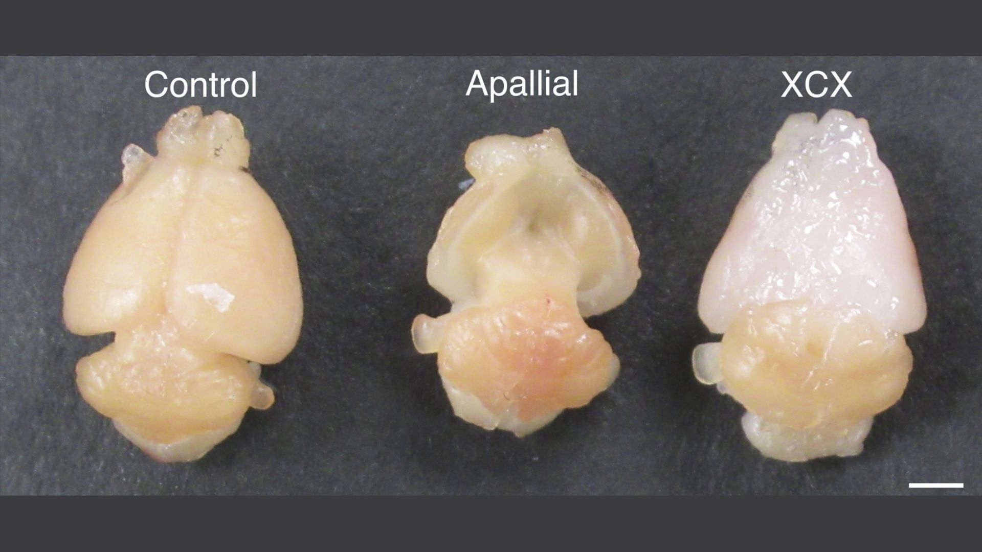 A close up of a series of small brains against a black surface.