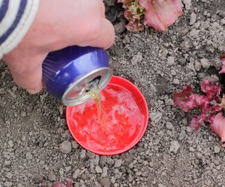 Gardener pouring beer into a slug trap in the ground next to lettuces