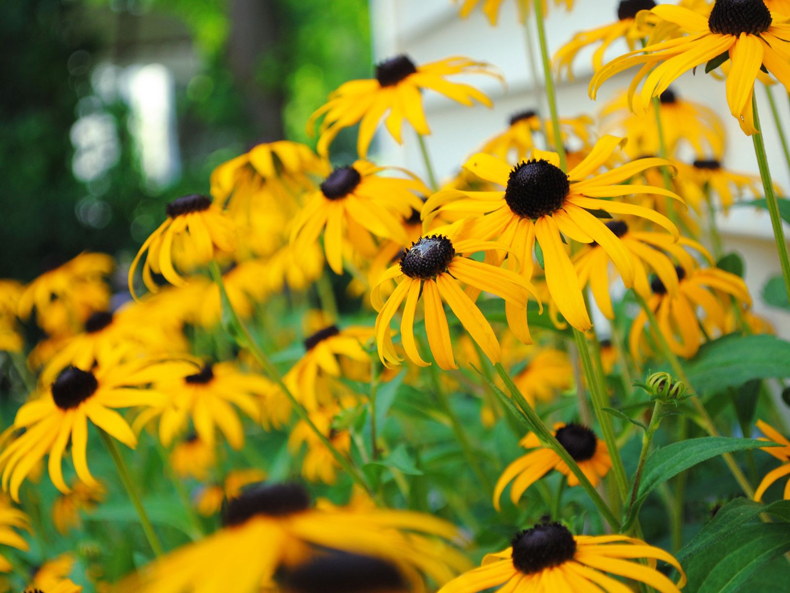 Heat tolerant perennials plants that love getting sunbaked Livingetc