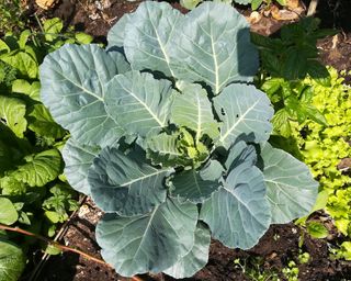 Collard greens growing in vegetable patch