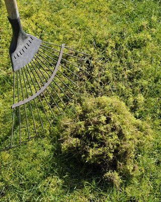 Problem lawn moss being removed from the grass with a spring tine rake