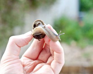 hand holding snail