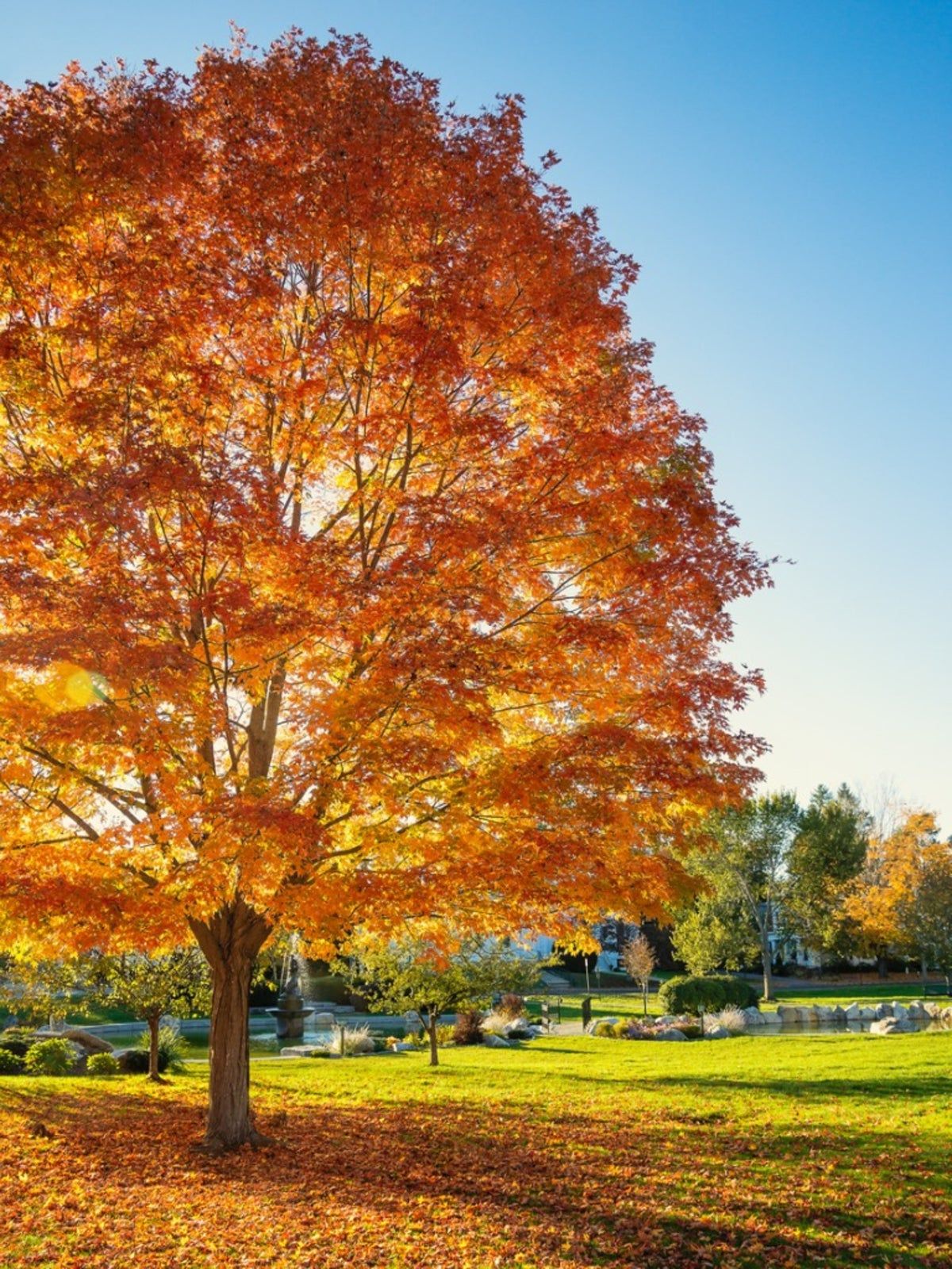 Large Orange Leaved Shade Tree