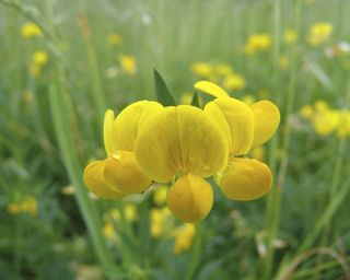 How-to-identify-wildflowers-meadow vetchling