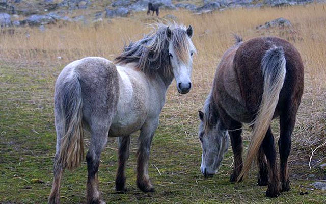 Eriskay Pony