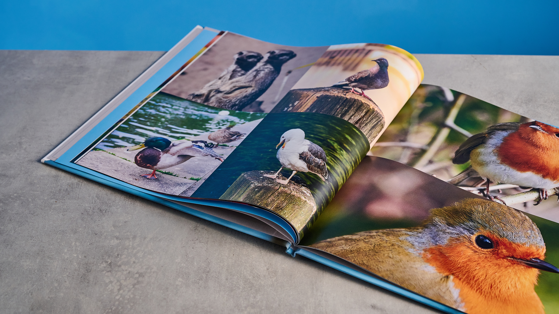 Blurb photo book photographed on a table in front of a blue background