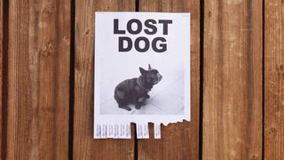 Lost dog poster