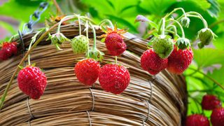 Strawberries trailing over the side of a hanging basket