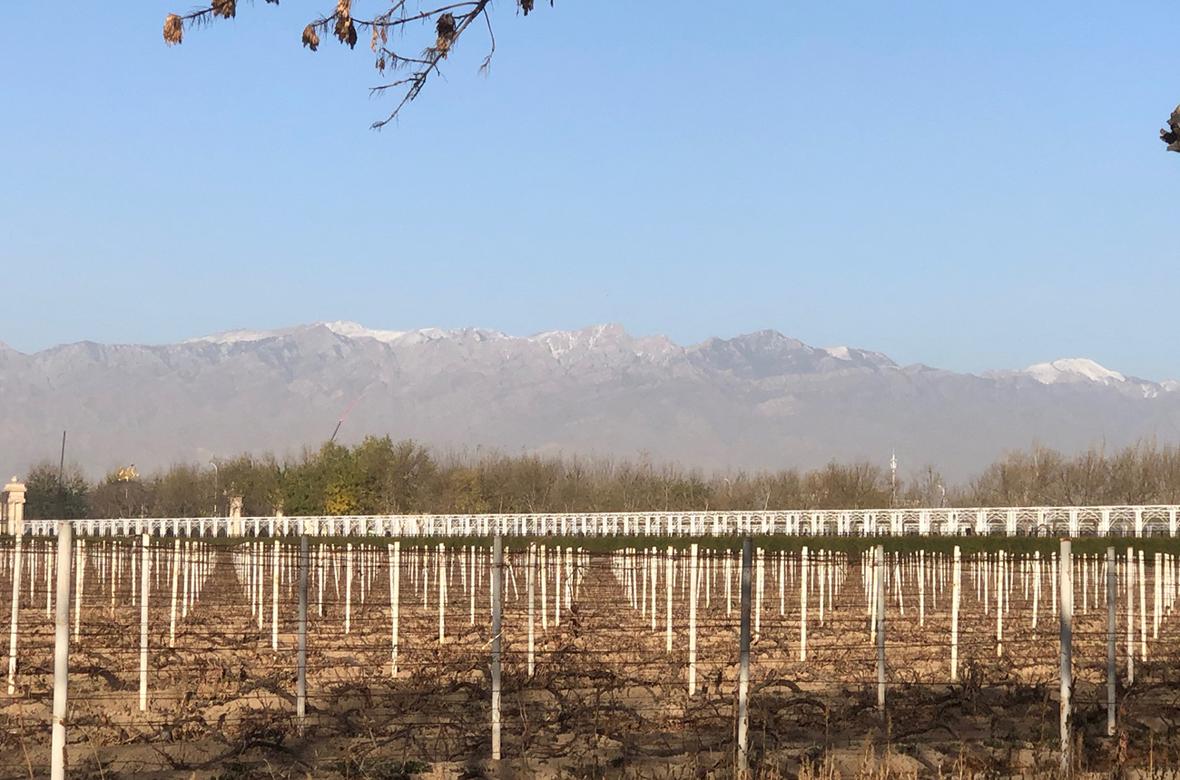 Ningxia-vineyards-Changyu-Moser-XV.jpg