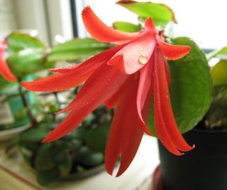 Watering Christmas cactus