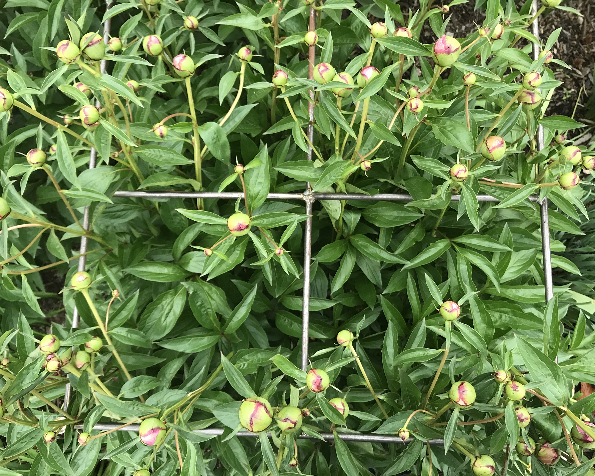 Peonies growing through plant support grid