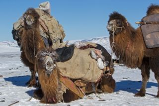 Camels resting with snow backdrop