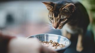 Cat staring at its food bowl
