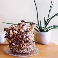mushrooms being grown indoors with water mister