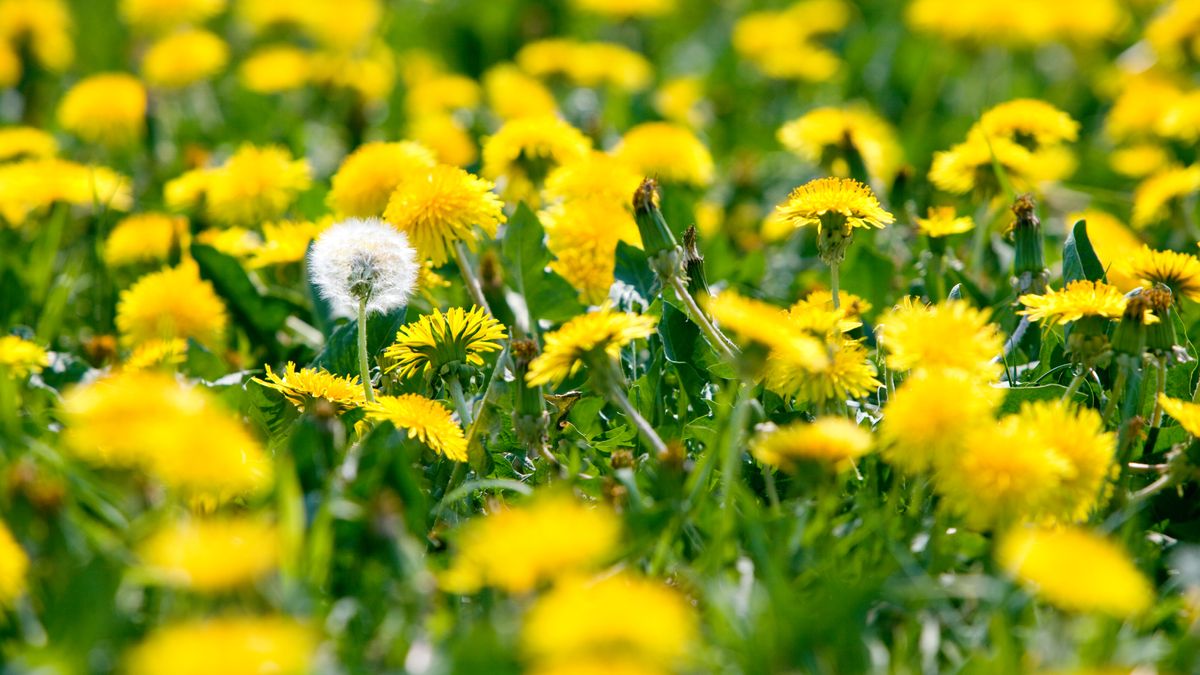 One Dandelion Can Sprout Thousands of New Weeds – Here's the Most Effective (and Eco-Friendly) Way to Stop Them