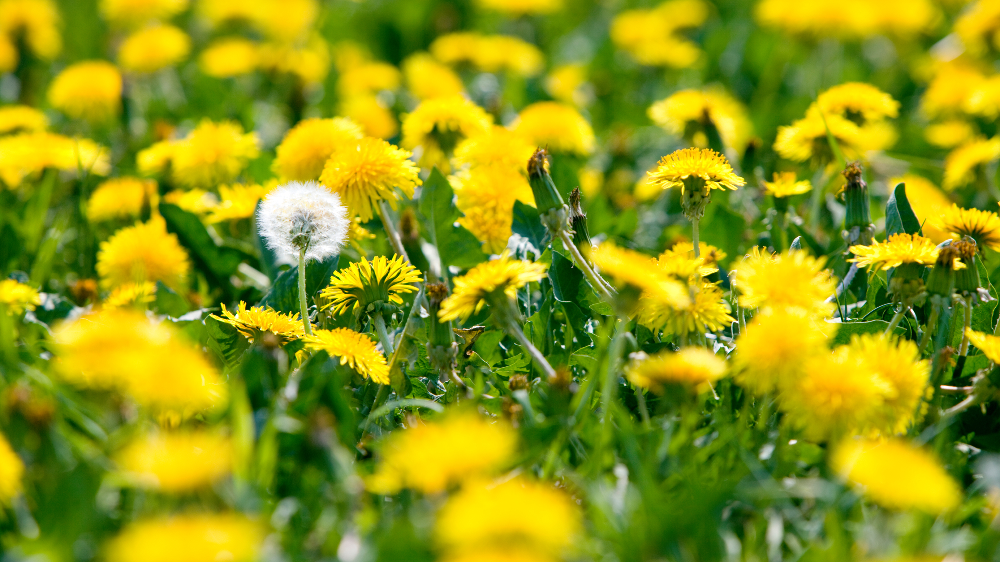 field of blooming dandelions