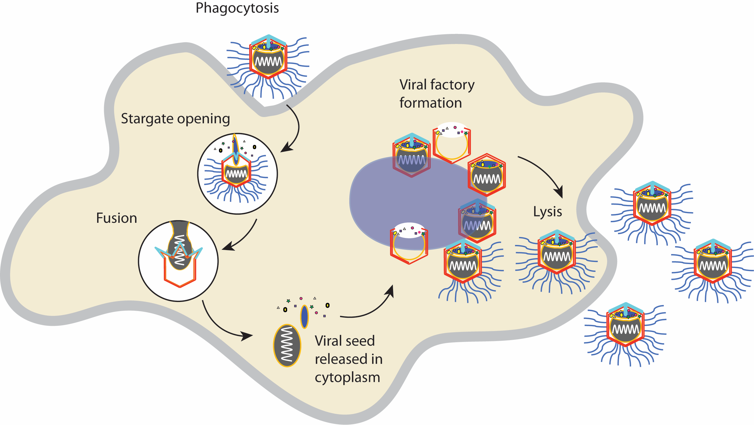 Giant Viruses Spew Their DNA Through A 'stargate.' Now, Scientists Know ...