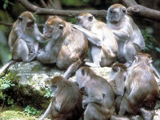 Crab eating macaques (Macaca fasciularis) an Old World monkey that lives in large, stable multi-male multi-female groups. 