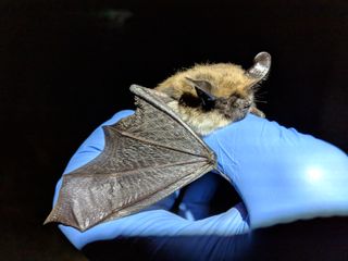 Bat Myotis evotis