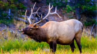 Bull elk at Yellowstone National Park, Wyoming, USA