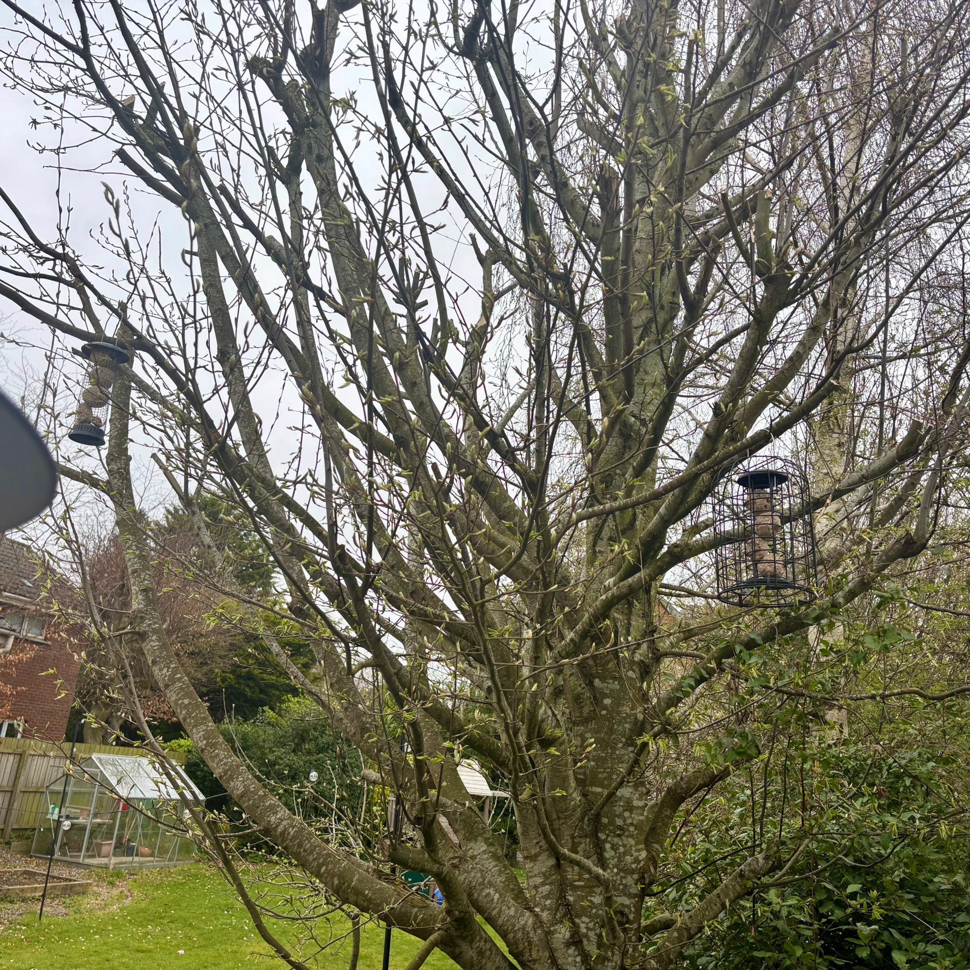 bird feeders hanging high on a tree in a garden