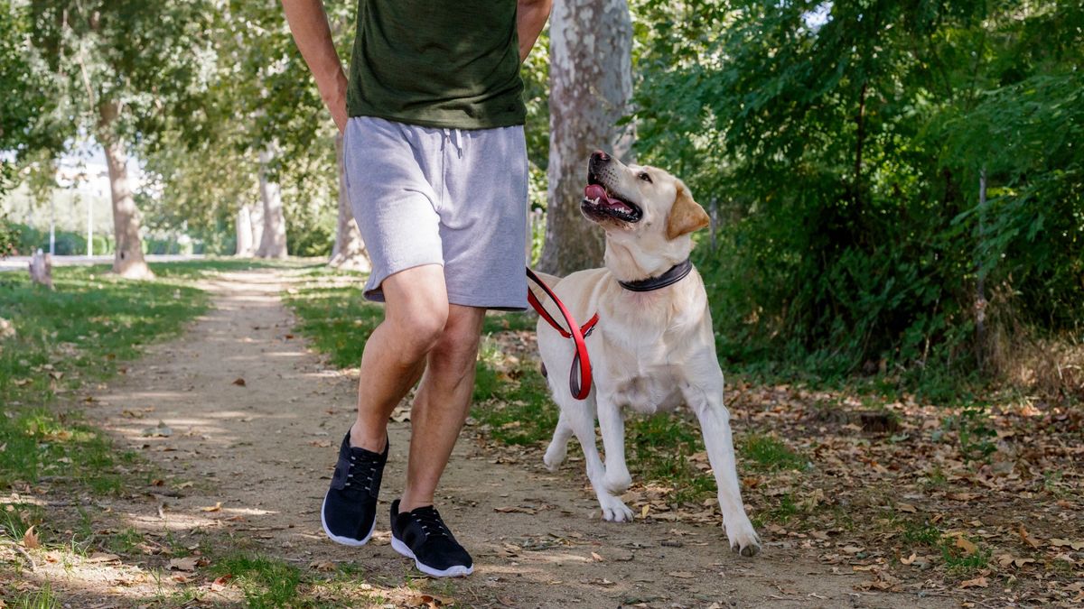 Labrador dog looking up at man as he walks him in the park