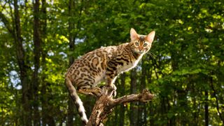 a bengal cat perches in a tree