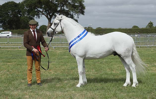 HOYS Cuddy In Hand ChampionshipChampion1000ANIAR CASHELH: Joe Burke