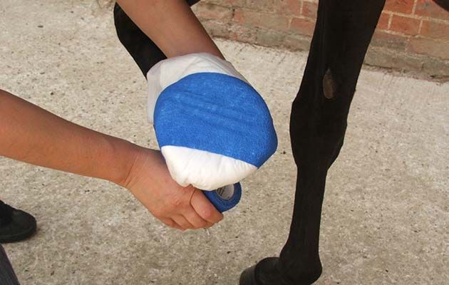 Poulticing a hoof abscess