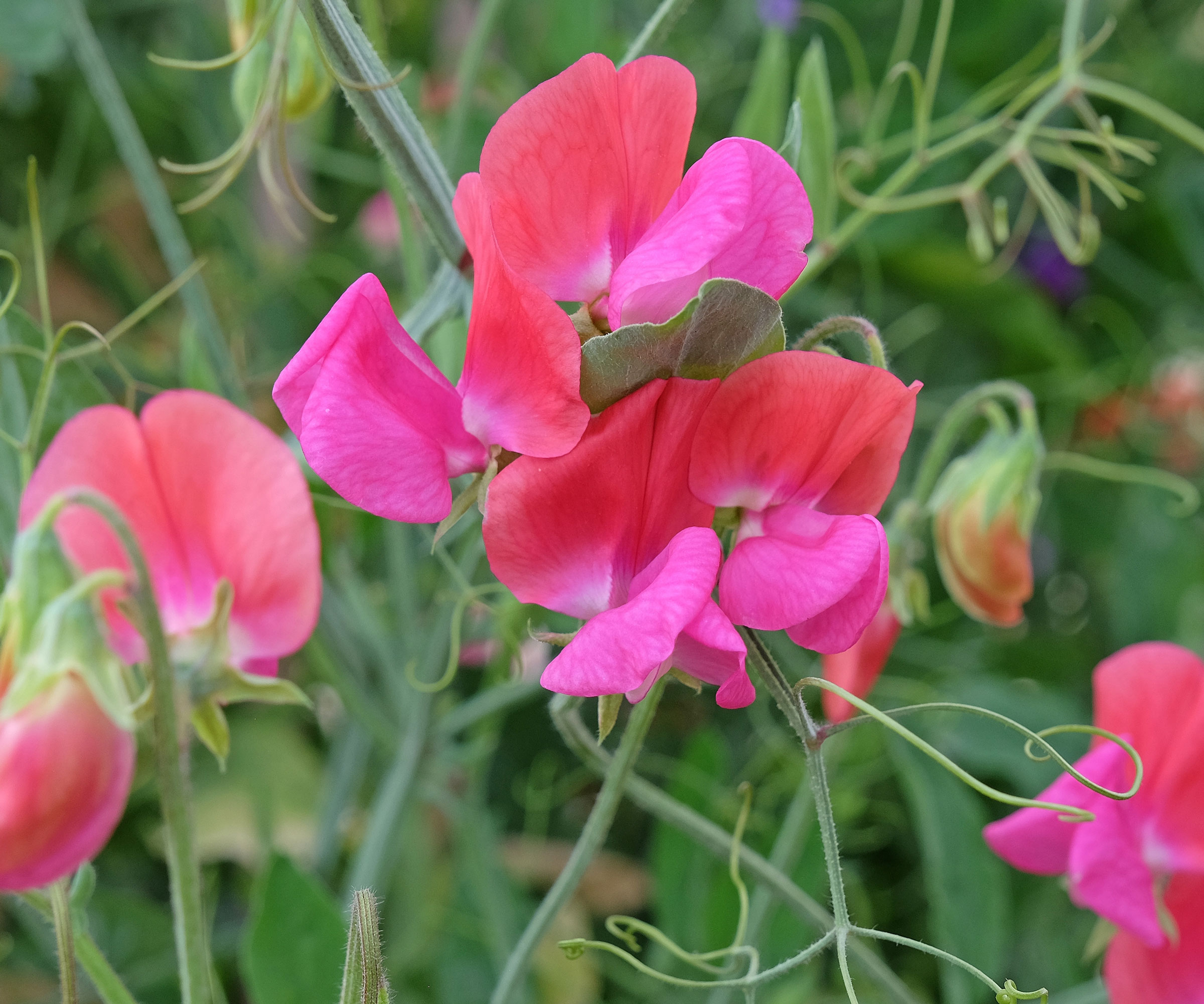 sweet pea Miss Wilmott in garden