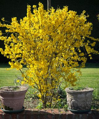 Forsythia bush covered with yellow flowers