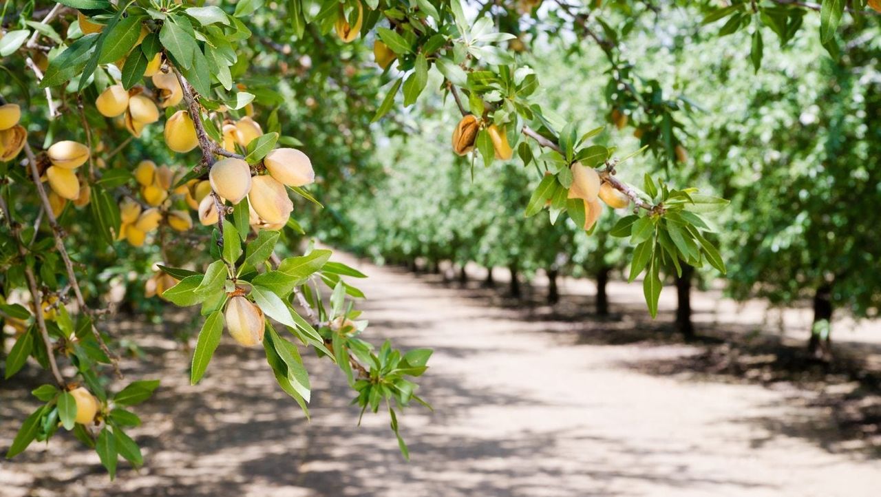 Almond Trees Growing in an Orchard