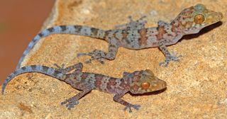 Juvenile and subadult geckos of the new species Paroedura hordiesi.