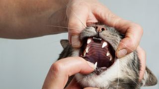 Hand opening up the mouth of a cat to inspect it's teeth