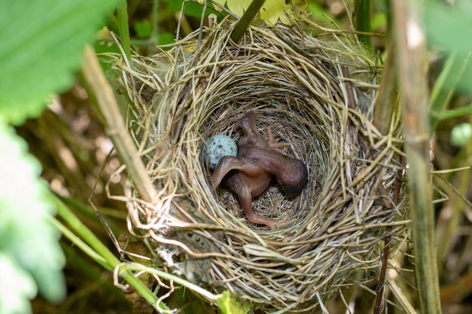 How do cuckoos trick other birds? Live Science