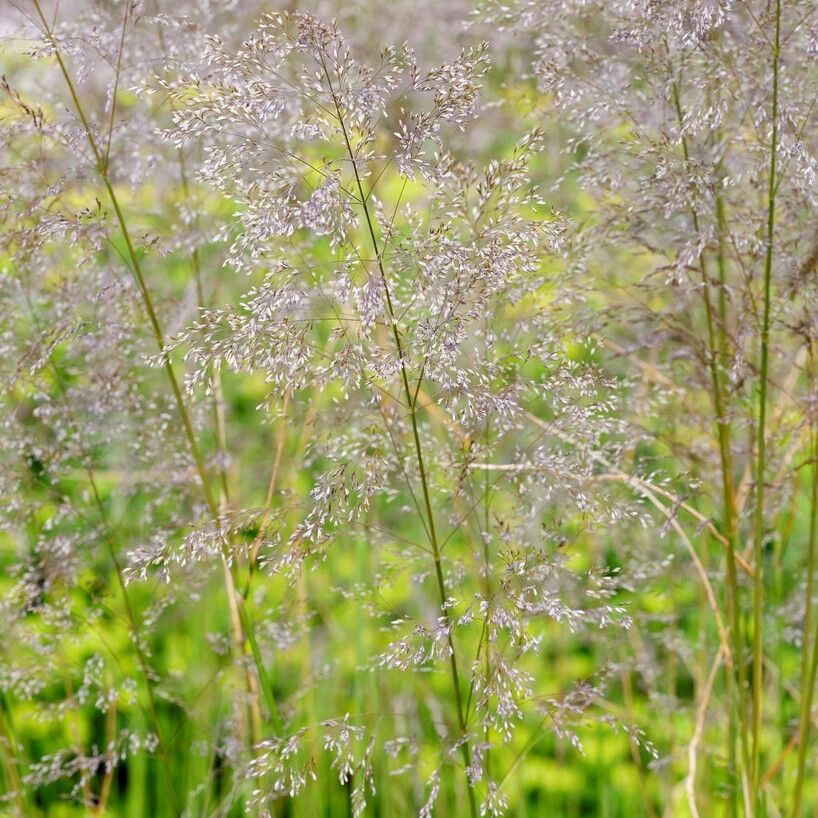 Deschampsia Cespitosa Goldtau