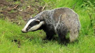 picture of badgers in garden