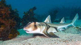 Port Jackson sharks (Heterodontus portusjacksoni) are one of the species who have shown past signs of possibly sleeping.