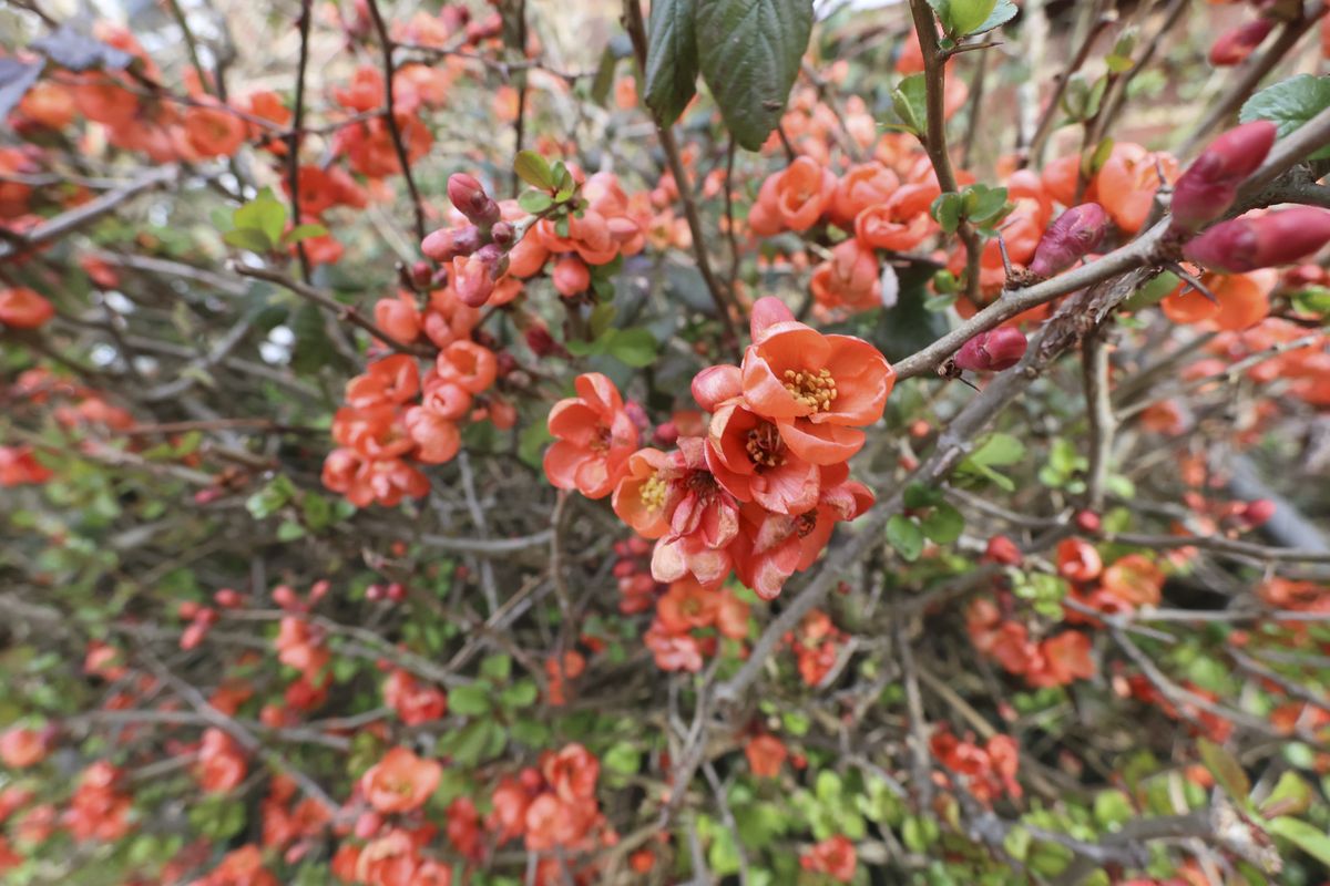 Red flowers, close up