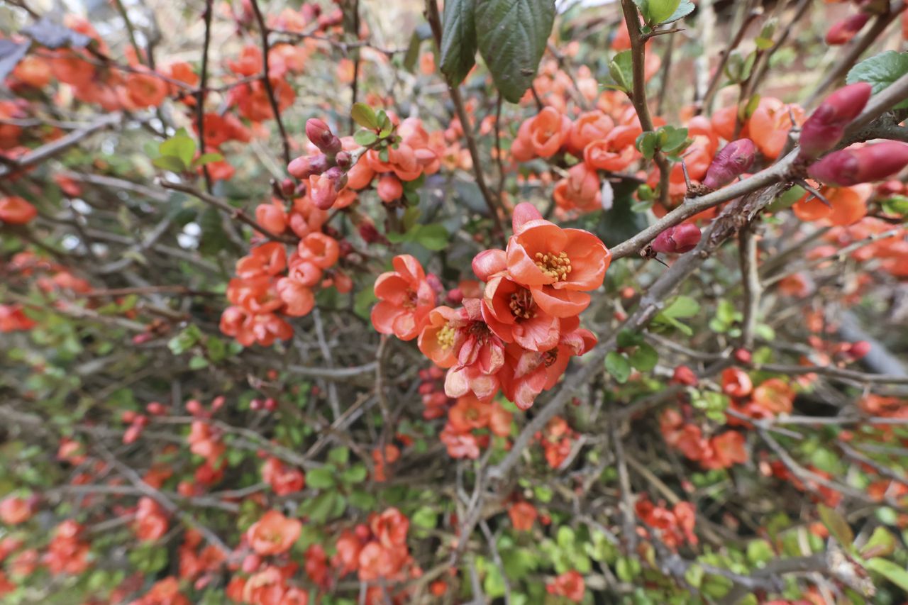 Red flowers, close up