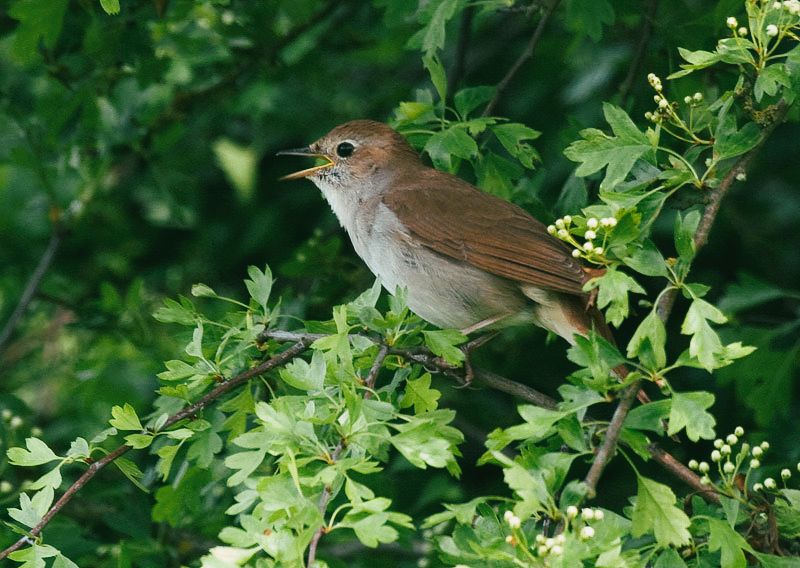 Nightingale chirping in a tree