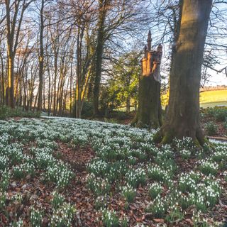 Snowdrops growing in woodland around tree trunks